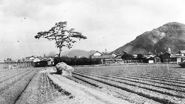 昭和42年頃撮影の生家跡遠景。名前の示すとおり巨大な松の木が立っていた